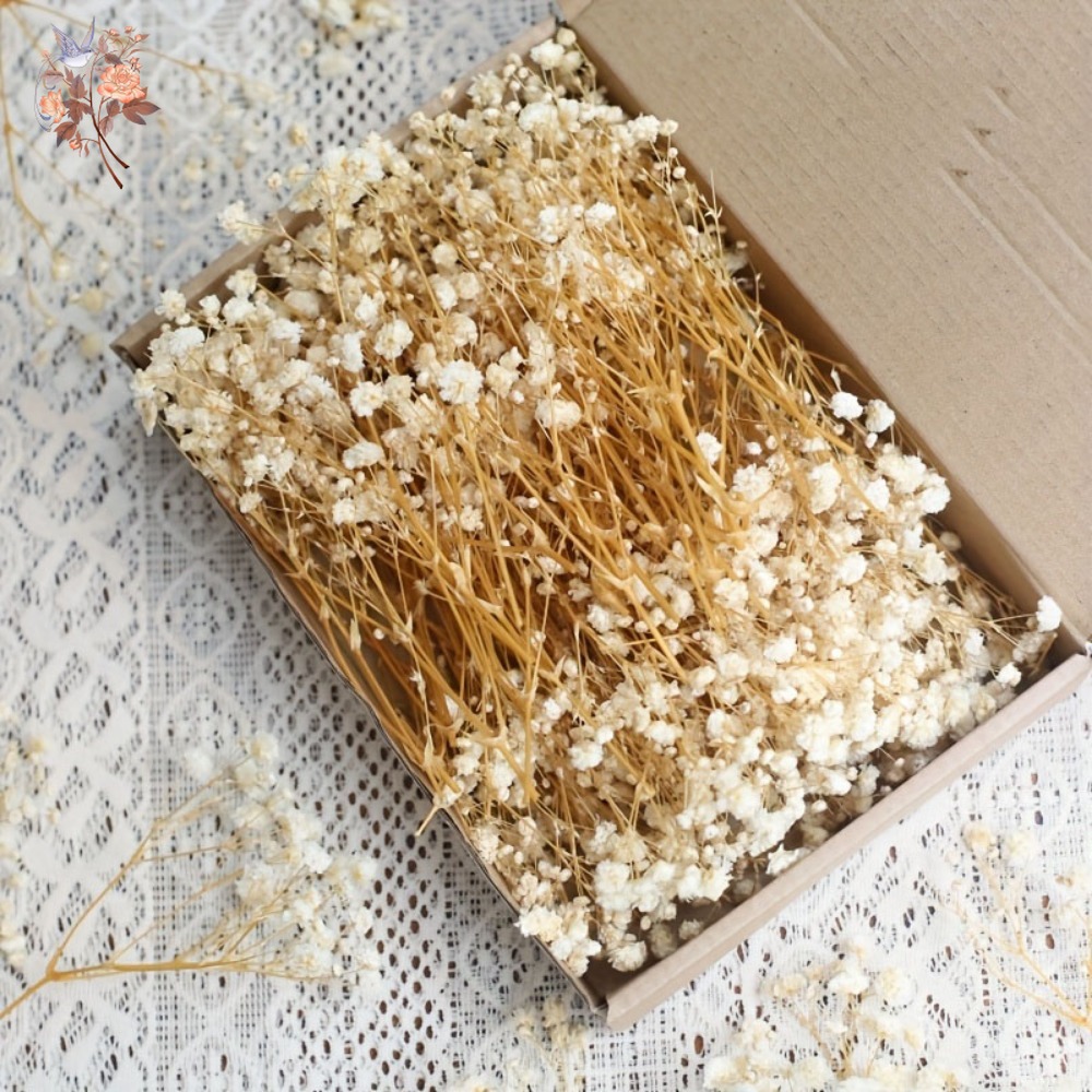 Dried Flower Bouquet - 100 قطعة من زهور الجيبسوفيلا المجففة