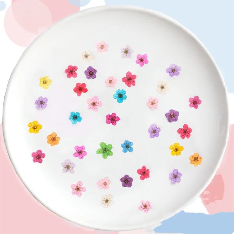 زهور النرجس المجففة المضغوطة ا - مراجعة Dried Flower Bouquet وسعره