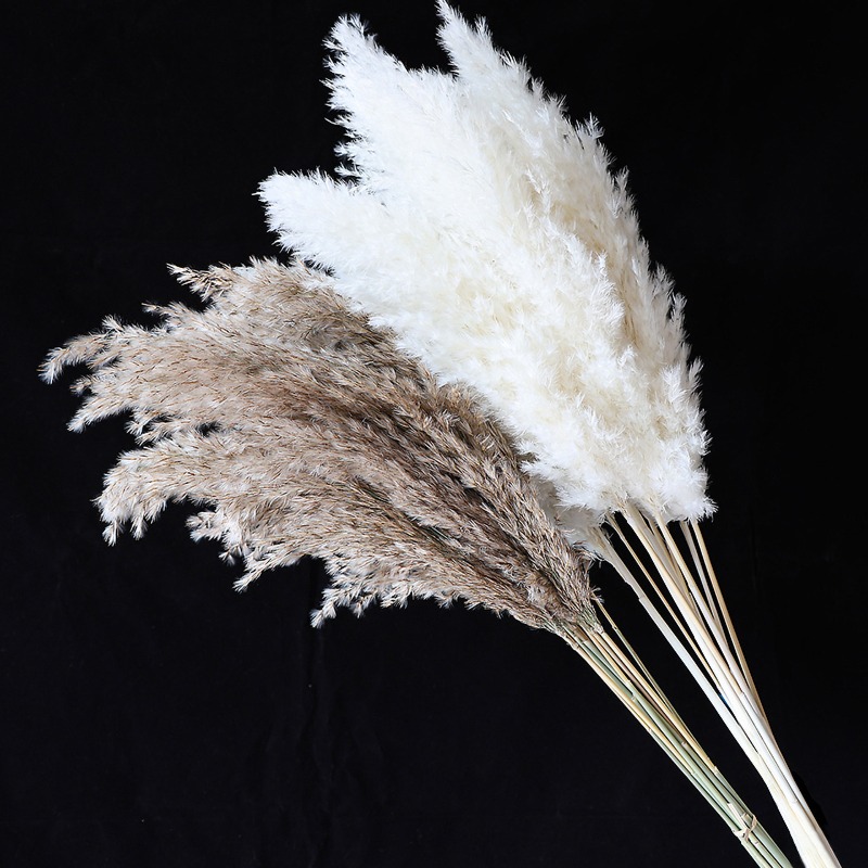 10 قطع من أعشاب البامباس الطبي - مراجعة Dried Flower Bouquet وسعره