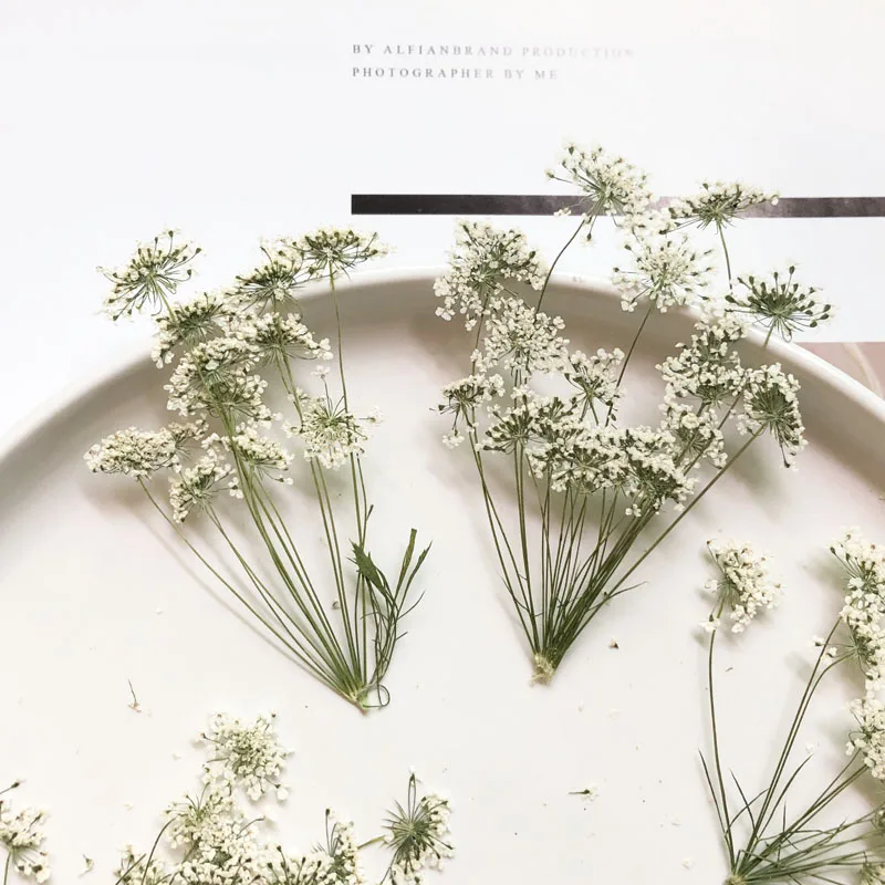 5-7 سنتيمتر/12 قطعة ، زهور الث - مراجعة Dried Flower Bouquet وسعره