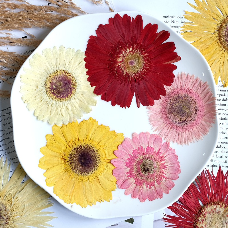 1 قطعة/7-9 سنتيمتر ، ضغط Gerbe - مراجعة Dried Flower Bouquet وسعره