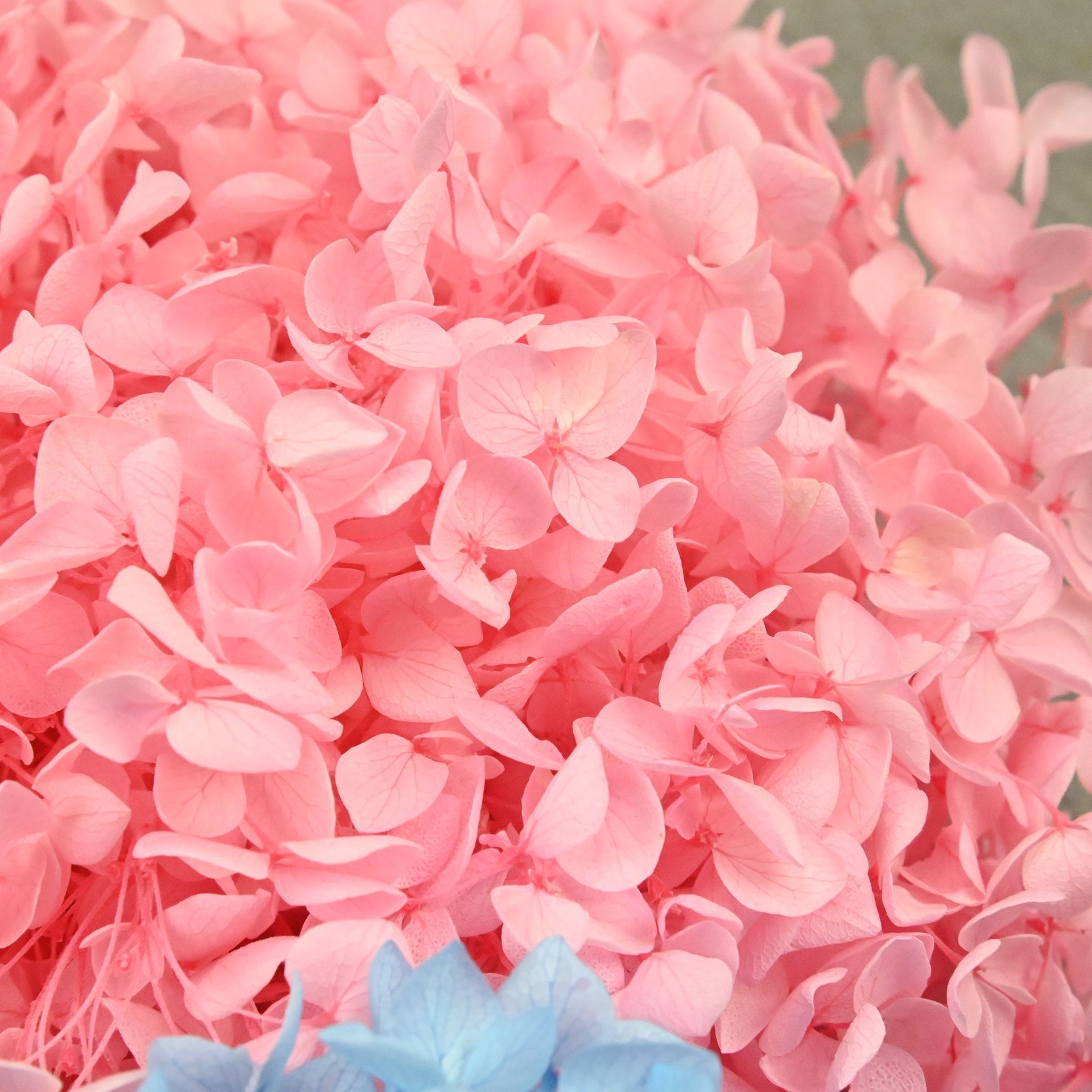 20 جرام من بتلات الهيدرانجيا ا - مراجعة Dried Flower Bouquet وسعره